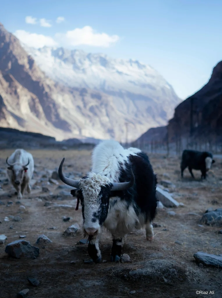 Chorbat Valley, Gorgeous Ghanche