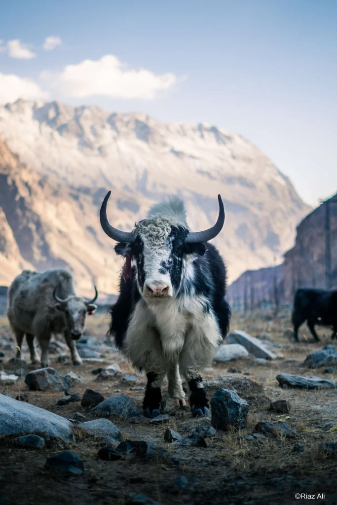 Chorbat Valley, Gorgeous Ghanche