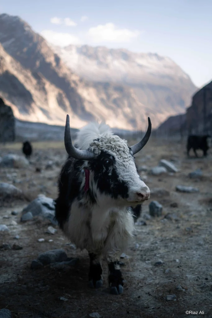 Chorbat Valley, Gorgeous Ghanche