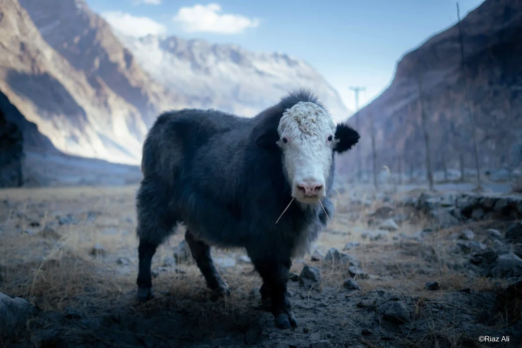 Chorbat Valley, Gorgeous Ghanche