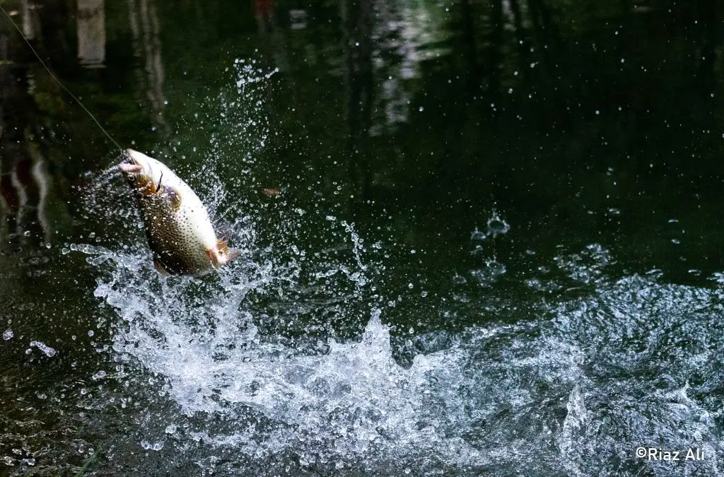 Saling Spangtoq, Gorgeous Ghanche