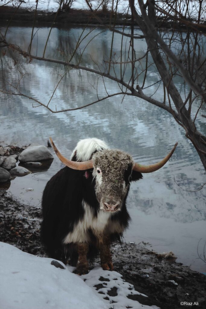 Winter Khaplu Gorgeous Ghanche