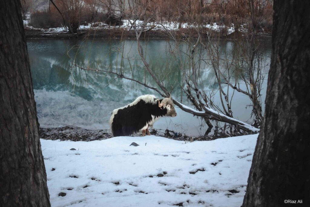 Winter Khaplu Gorgeous Ghanche